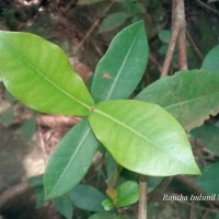 Ixora coccinea L.